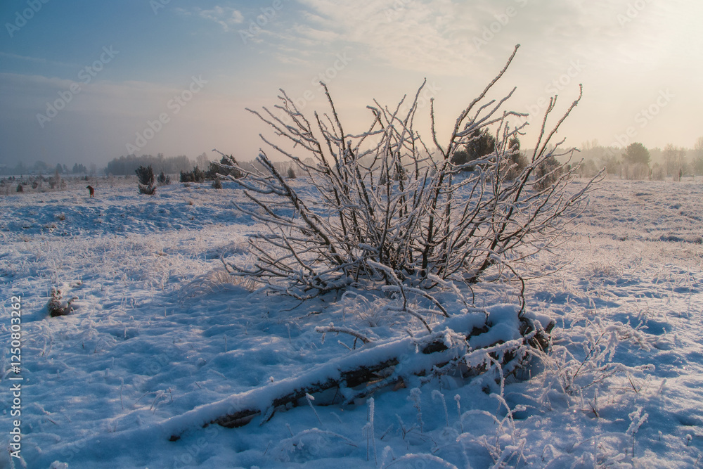Piękno śnieznej i mroznej zimy w Dolinie Narwi i Biebrzy - Podlasie, Polska