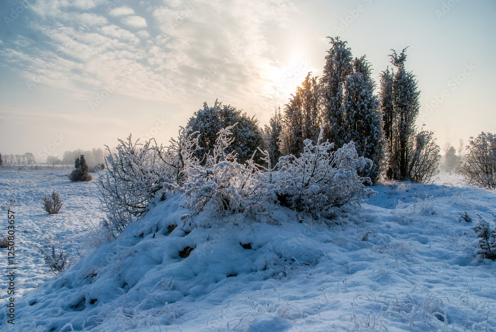 Piękno śnieznej i mroznej zimy w Dolinie Narwi i Biebrzy - Podlasie, Polska