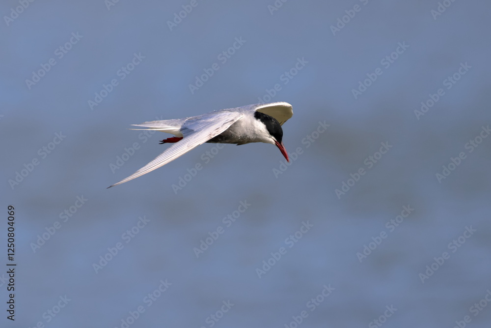Fototapeta premium whiskered tern