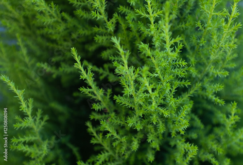 Foxtail Fern (Asparagus densiflorus Meyersii) – Lush Green Ornamental Perennial for Landscaping, Container Gardening, and Low-Maintenance Indoor or Outdoor Decor. High quality photography photo