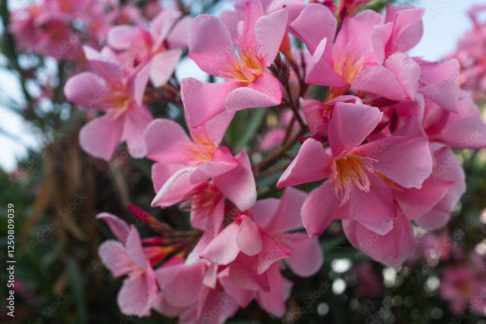 Obraz premium Vibrant Pink Oleander Flowers in Full Bloom. This vibrant floral display highlights the beauty of ornamental plants, perfect for garden enthusiasts, landscaping inspiration, or nature lovers