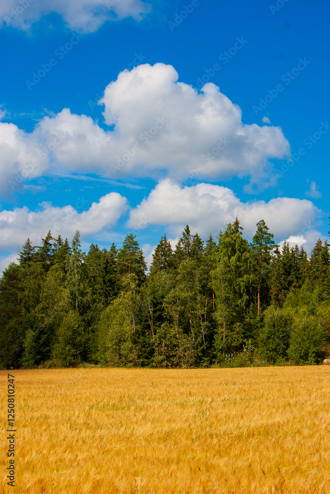 Fototapeta premium Tranquil Finnish countryside with ripening wheat and evergreen treeline. Idyllic agricultural scene showcasing Finland's natural beauty. Scenic rural landscape under partly cloudy summer sky.