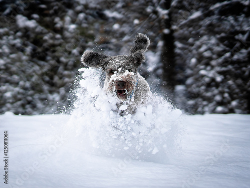 Italienischer Wasserhund spielt im Schnee