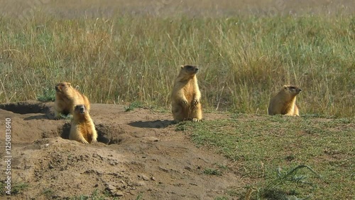 A group of four Steppe Marmots (Marmota bobak) are near their burrows, medium shot.