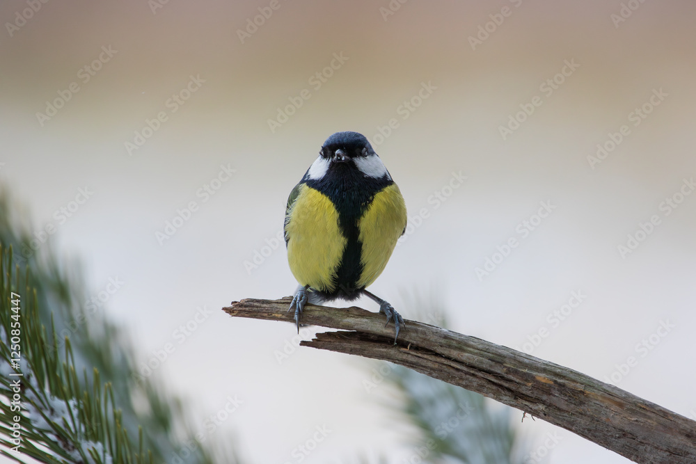 Naklejka premium A great tit on a stick looking into the camera