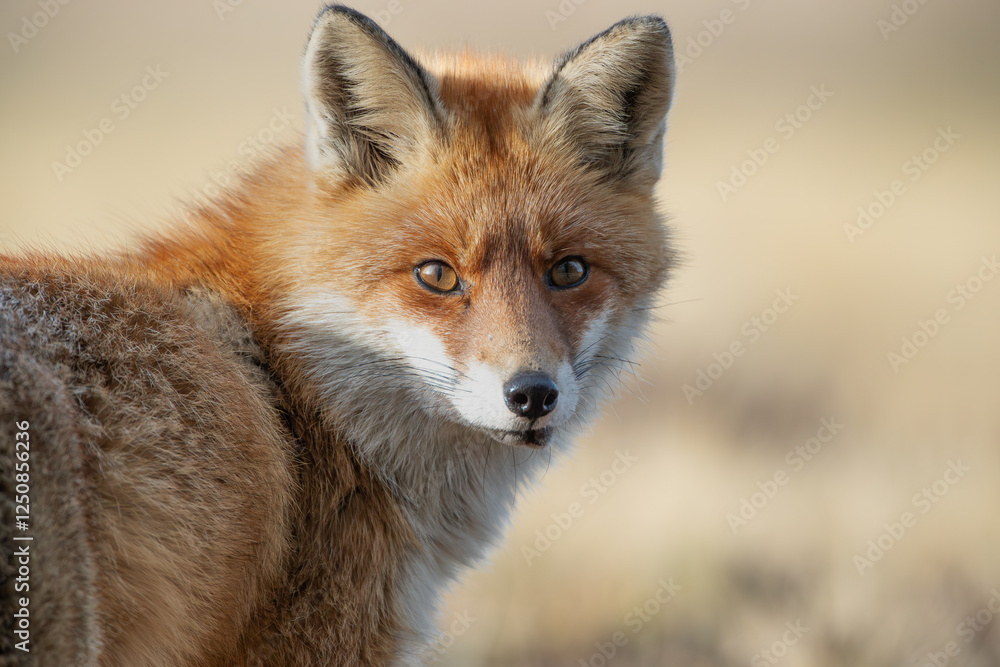 Fototapeta premium Portrait of a fox looking back