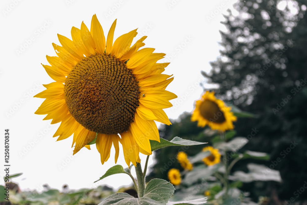 Bright yellow sunflower head blooming in a field of sunflowers with a blurred background of other sunflowers and green leaves on a cloudy day. Agriculture, farming, harvest concept Bright yellow sunflower head blooming in a field of sunflowers with a blurred background of other sunflowers and green leaves on a cloudy day. Agriculture, farming, harvest concept