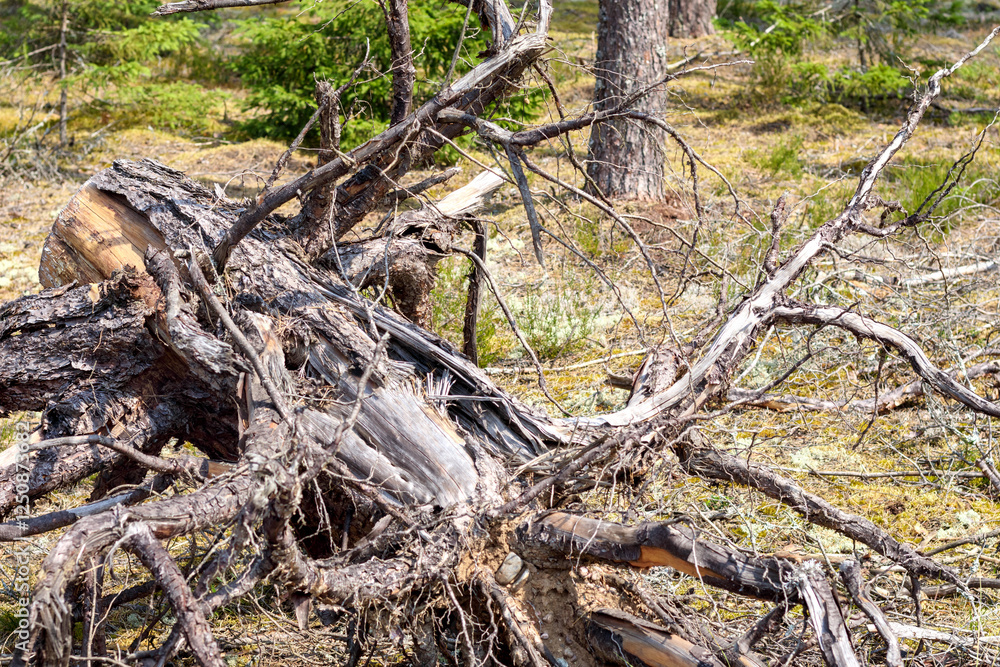a large fallen tree partially decayed and covered with moss.
a large fallen tree partially decayed and covered with moss.