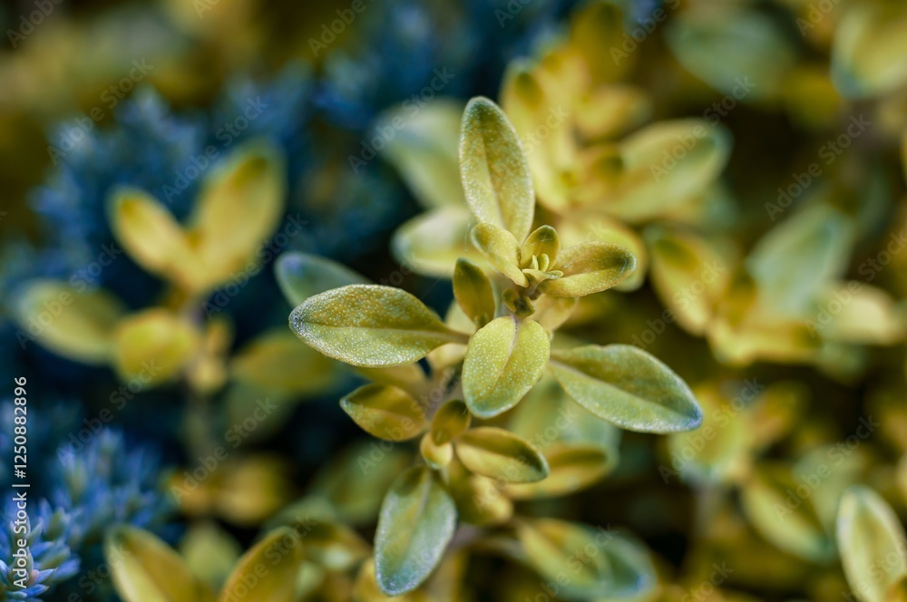 Close-up of vibrant green and yellow thyme leaves, exhibiting intricate details and textures Close-up of vibrant green and yellow thyme leaves, exhibiting intricate details and textures