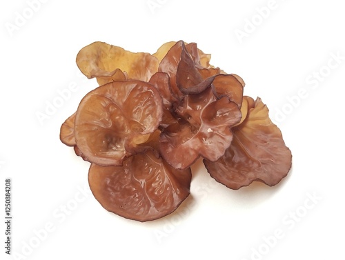 Jelly ear fungus or Auricularia auricula-judae isolated on white background 