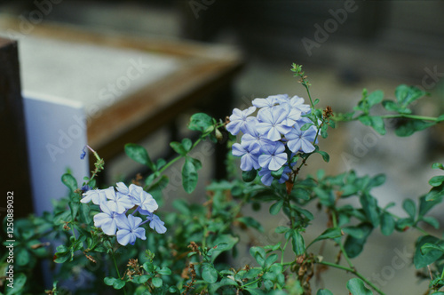 blue flowers in a garden