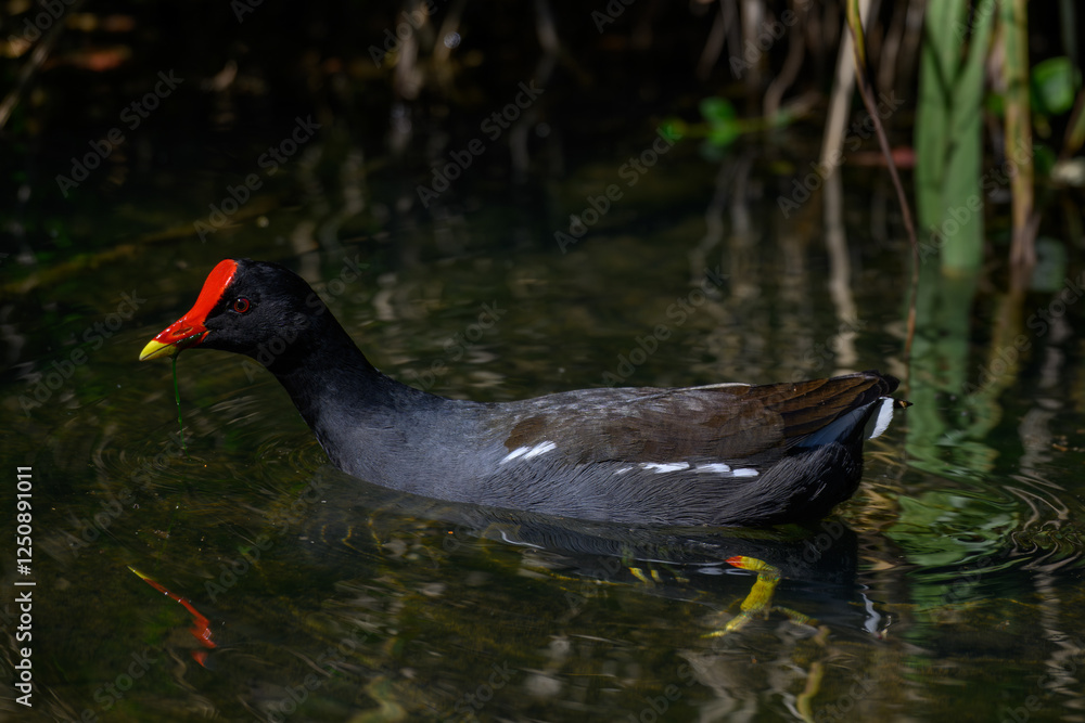 A common moorhen swimming in a pond A common moorhen swimming in a pond