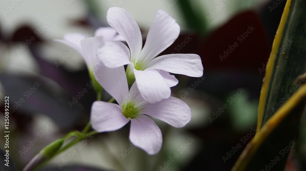 Obraz premium Oxalis triangularis