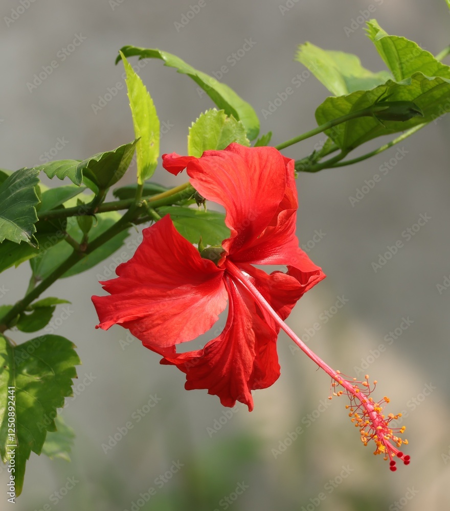 Fototapeta premium red hibiscus flower