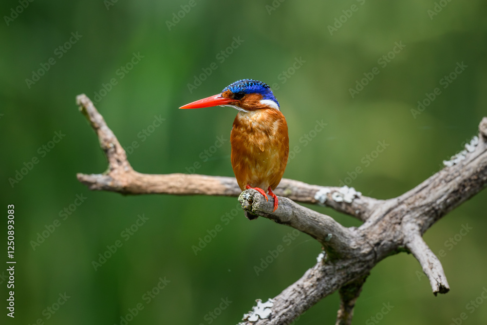 An adult malachite kingfisher perched on a branch An adult malachite kingfisher perched on a branch