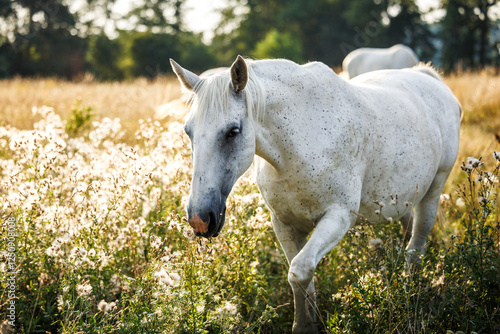 White horse on summer meadow. Horse grazing grass on pasture