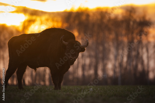 Mammals - wild nature European bison ( Bison bonasus ) Wisent bull standing on the winter field without snow sundown North Eastern part of Poland, Europe Knyszynska Primeval Forest photo