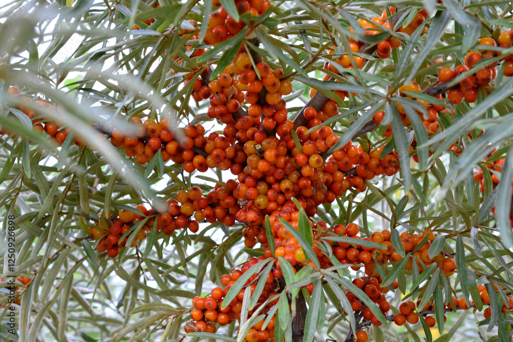lots of Sea Buckthorn Berries on the tree close up lots of Sea Buckthorn Berries on the tree close up