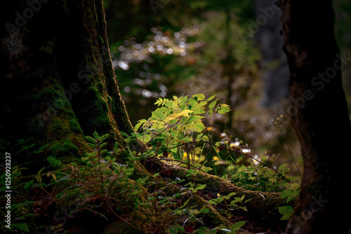 Waldlichtung mit Sonneneinfall photo