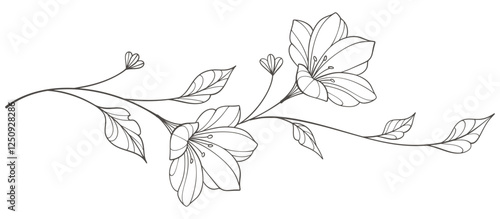 Sketch Floral Botany Collection. flower drawings. Black and white with line art on white backgrounds. Hand Drawn Botanical Illustrations.Vector.