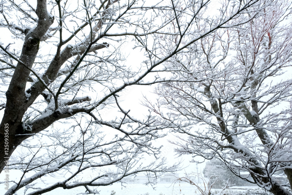 小枝に着いた雪 小枝に着いた雪