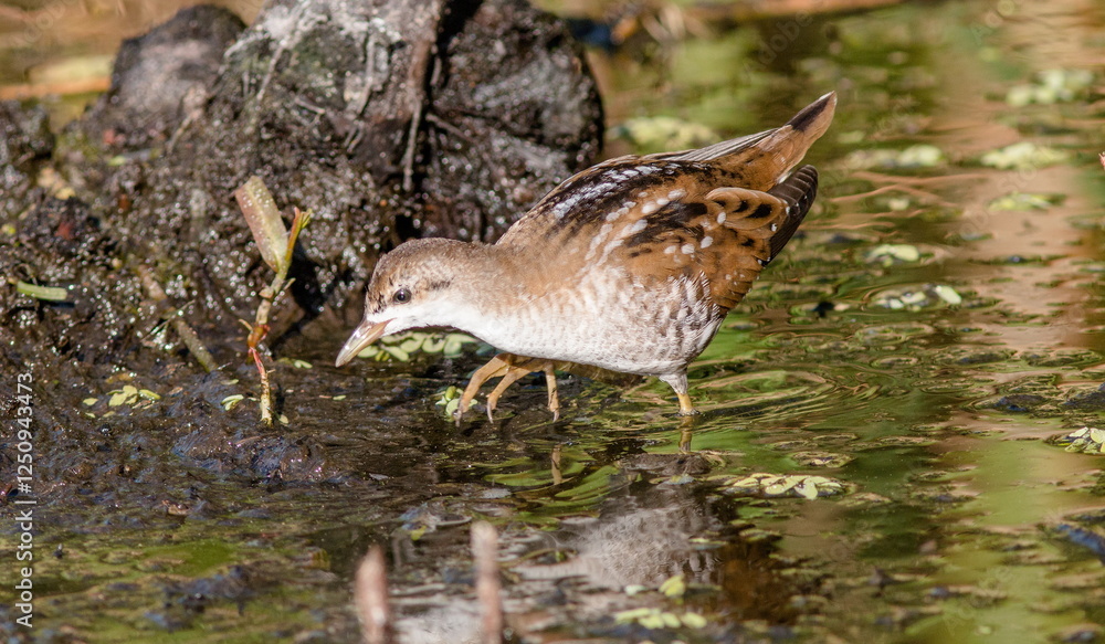 Fototapeta premium female mallard duck