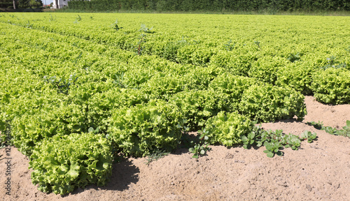 green lettuce with sandy soil to favor the growth of vegetables in summer photo