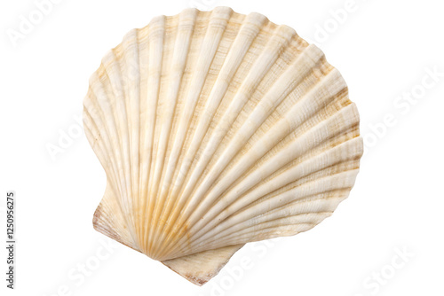 seashell isolated on white background