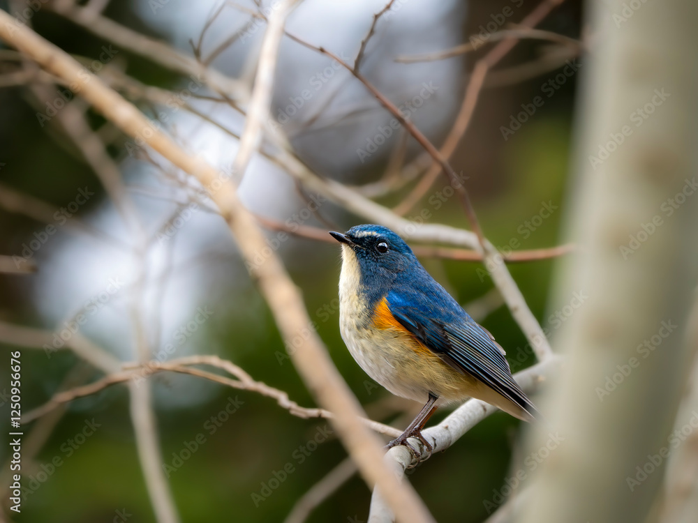 Fototapeta premium 森の中で枝に留まって周りを見渡しているルリビタキの雄