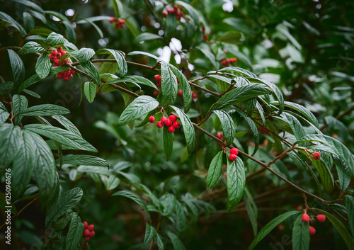 Bright red berries and green leaves of cotoneaster close-up. Decorative red berry in a garden. Beautiful green natural background. Selective focus