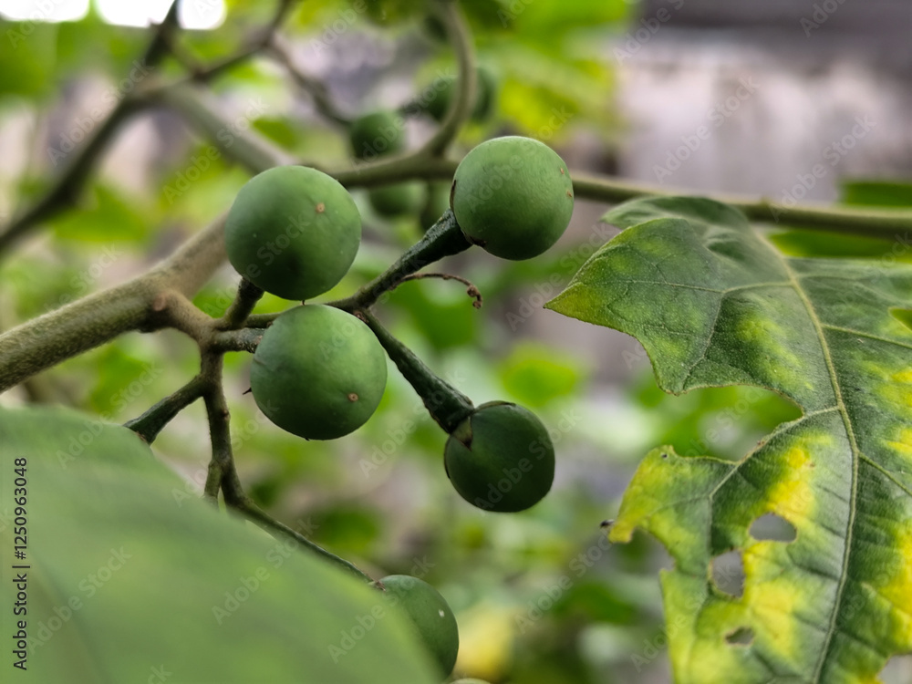 Takokak, tekokak or sparrow eggplant is a plant from the eggplant tribe whose fruit and seeds are used as vegetables or cooking spices. Takokak, tekokak or sparrow eggplant is a plant from the eggplant tribe whose fruit and seeds are used as vegetables or cooking spices.
