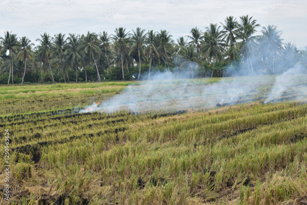Farmers burn straw stubble as the harvest is finished in a rice field, Indonesia. which causes global warming and air pollution. Farmers burn straw stubble as the harvest is finished in a rice field, Indonesia. which causes global warming and air pollution.