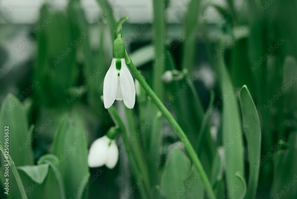 Obraz premium White snowdrops (Galanthus nivalis) blooming. First spring flowers. Beautiful spring flower background. Selective focus