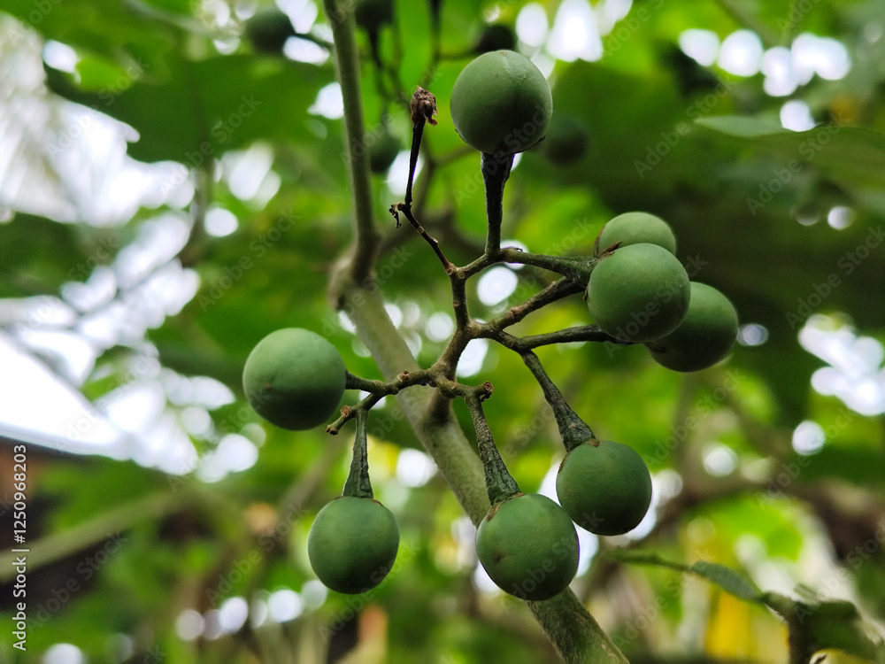 Takokak, tekokak or sparrow eggplant is a plant from the eggplant tribe whose fruit and seeds are used as vegetables or cooking spices. Takokak, tekokak or sparrow eggplant is a plant from the eggplant tribe whose fruit and seeds are used as vegetables or cooking spices.