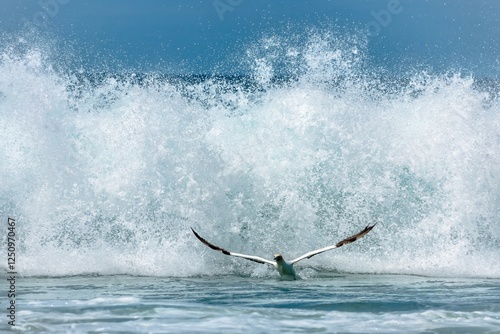A large seabird is skimming the ocean's surface with wings outstretched. A massive wave crashes behind it, creating a dramatic display of white foam and spraying water. The bird's body is streamlined,