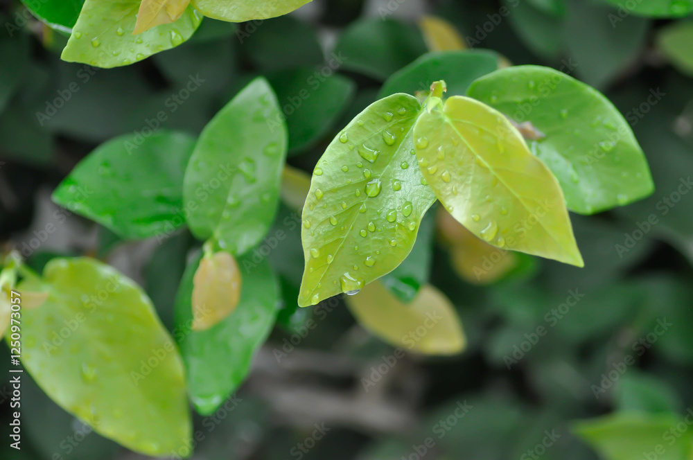 ficus pumila or climbing fig or MORACEAE and dew drop ficus pumila or climbing fig or MORACEAE and dew drop