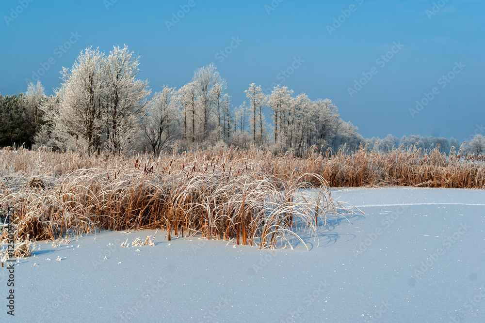 Piękno śnieznej i mroznej zimy w Dolinie Narwi i Biebrzy - Podlasie, Polska