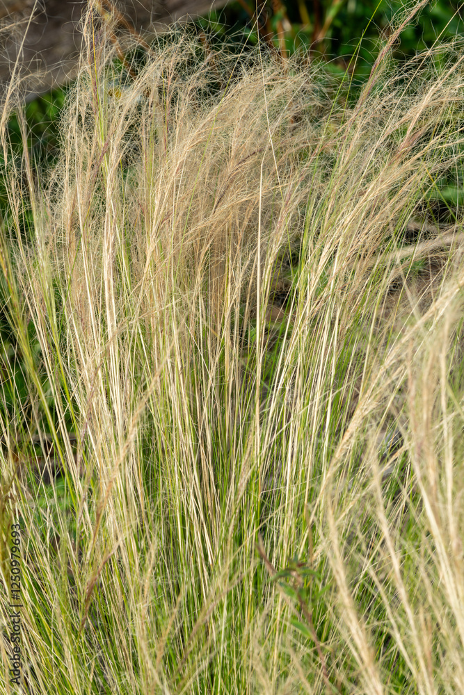Nassella tenuissima plant commonly known as Mexican feathertop grass or Texas needle grass, gardening stock photo image Nassella tenuissima plant commonly known as Mexican feathertop grass or Texas needle grass, gardening stock photo image