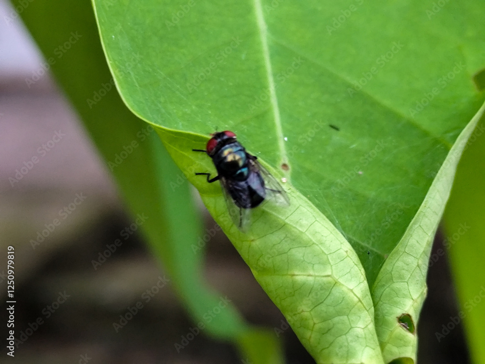 Flying insects with red eyes and thin wings perched on green leaves. This type is often seen flying in kitchens, cages and trash cans. Flying insects with red eyes and thin wings perched on green leaves. This type is often seen flying in kitchens, cages and trash cans.