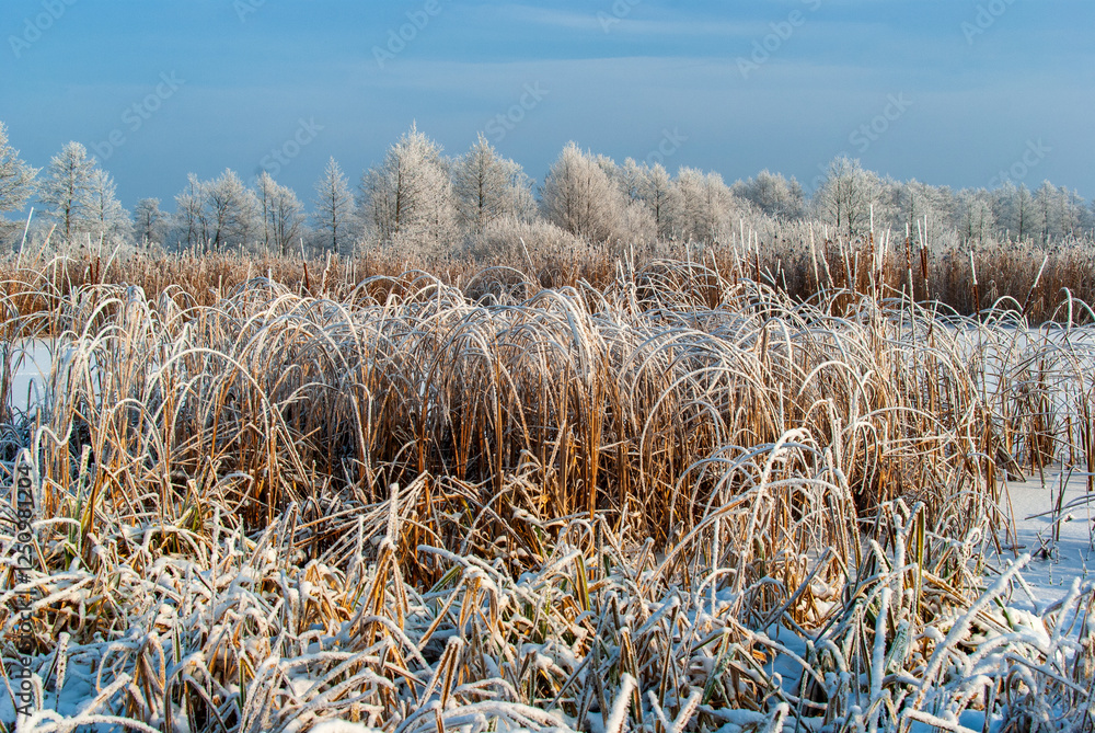 Piękno śnieznej i mroznej zimy w Dolinie Narwi i Biebrzy - Podlasie, Polska