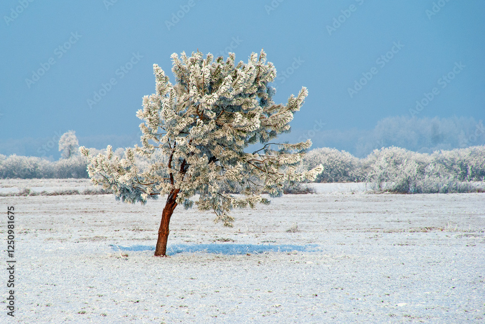 Piękno śnieznej i mroznej zimy w Dolinie Narwi i Biebrzy - Podlasie, Polska