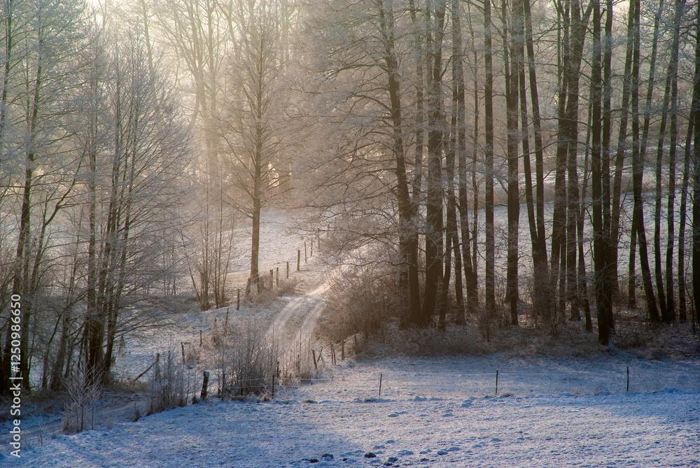 Piękno śnieznej i mroznej zimy w Dolinie Narwi i Biebrzy - Podlasie, Polska