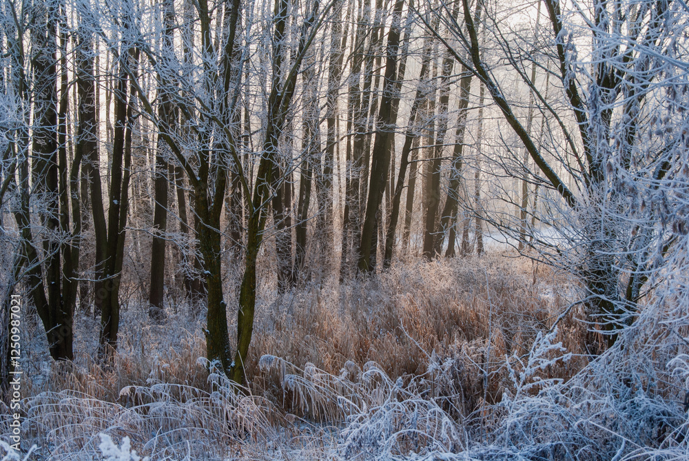 Piękno śnieznej i mroznej zimy w Dolinie Narwi i Biebrzy - Podlasie, Polska
