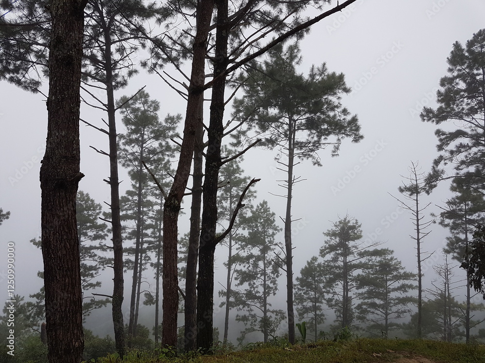 Fototapeta premium trees in the fog