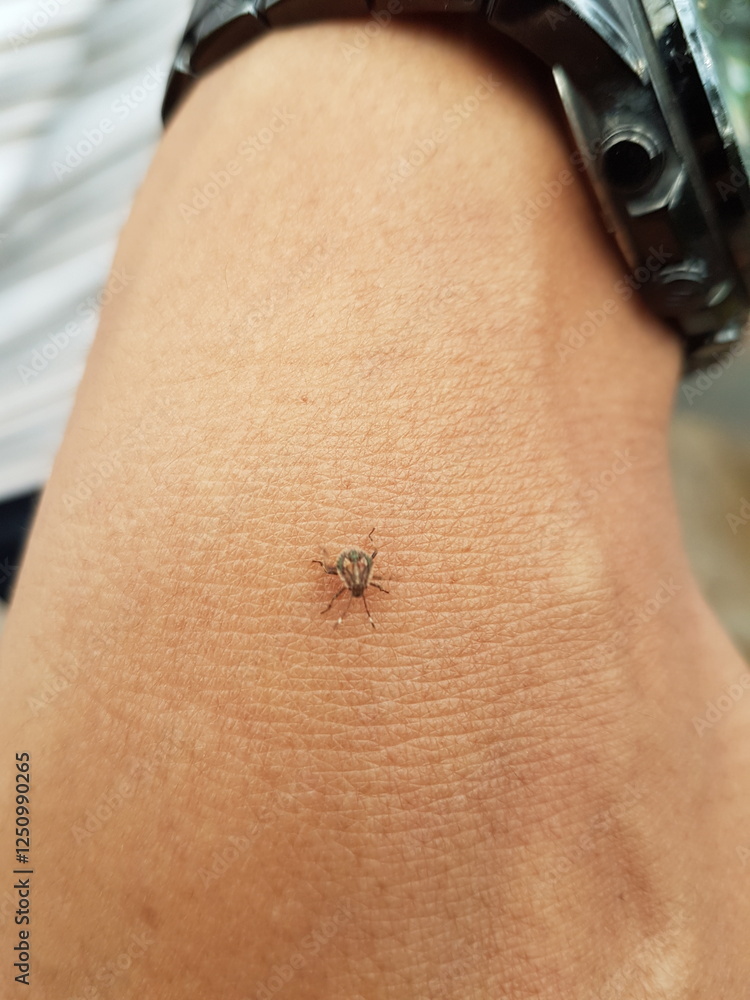 Obraz premium mosquito sucking blood