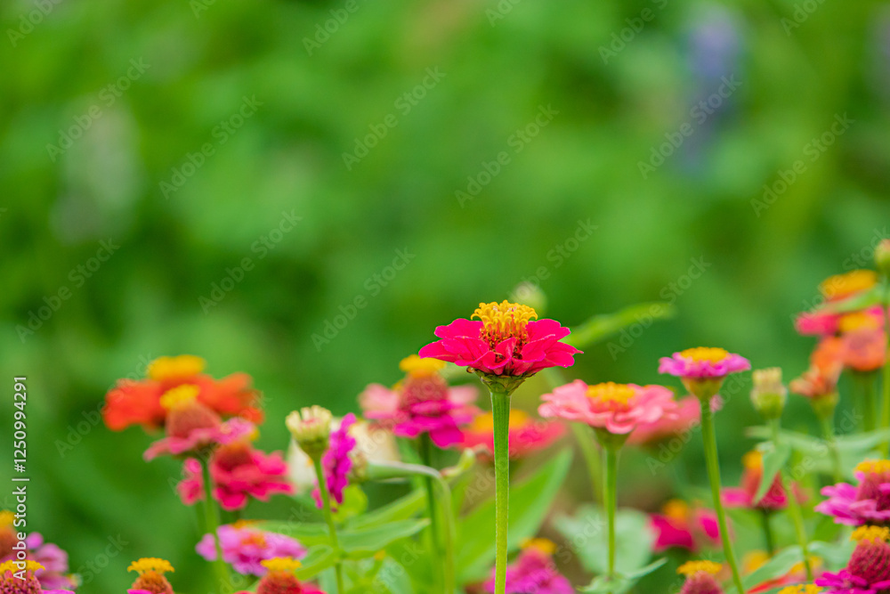 Vibrant Zinnias Bloom in a Lush Garden, Showcasing a Stunning Array of Colors and Textures Under the Bright Sunlight During the Warm Summer Afternoon Vibrant Zinnias Bloom in a Lush Garden, Showcasing a Stunning Array of Colors and Textures Under the Bright Sunlight During the Warm Summer Afternoon