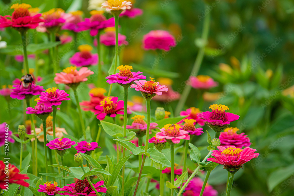 Vibrant Zinnia Flowers Blooming in a Lush Garden During a Sunny Afternoon, Attracting Bees and Enhancing the Colorful Landscape With Their Joyful Presence Vibrant Zinnia Flowers Blooming in a Lush Garden During a Sunny Afternoon, Attracting Bees and Enhancing the Colorful Landscape With Their Joyful Presence