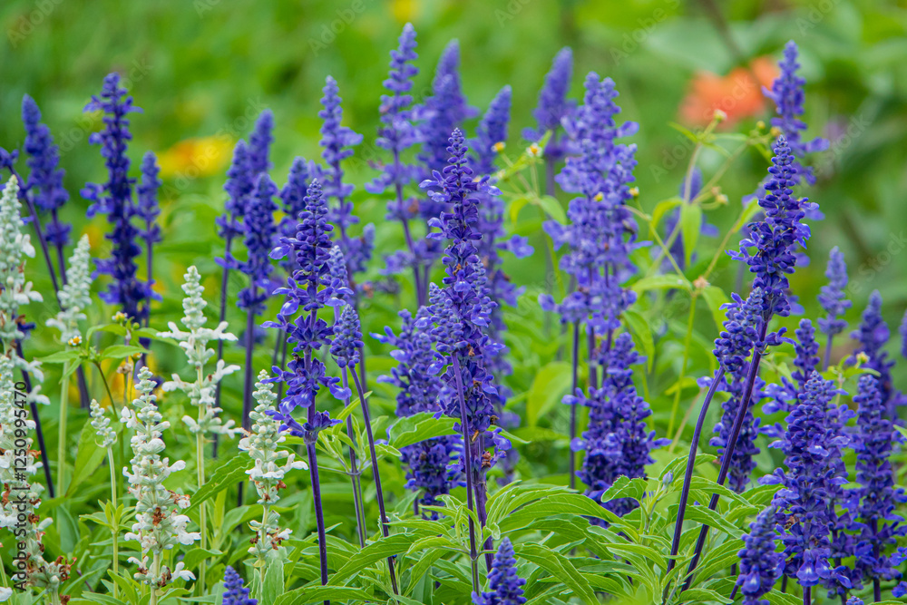 Fototapeta premium Vibrant Blooms of Blue and White Flowers Sway Gently in the Breeze on a Sunny Day in a Lush Garden Filled With Life and Color
