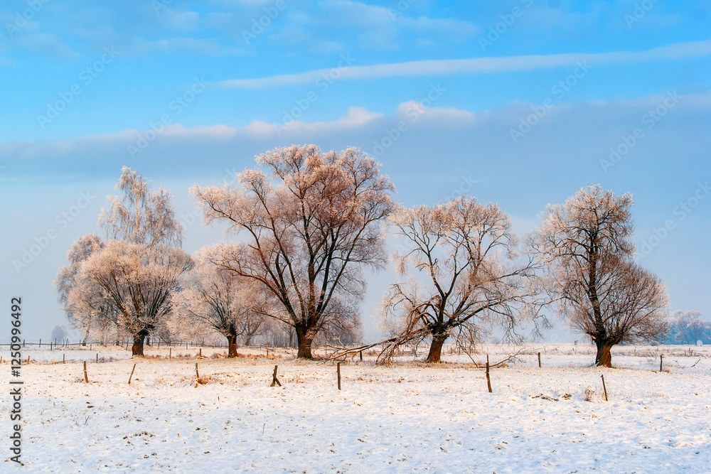 Piękno śnieznej i mroznej zimy w Dolinie Narwi i Biebrzy - Podlasie, Polska