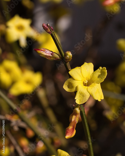 Gelbe Blüte des Winterjasmins